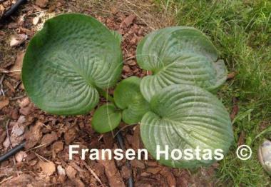 Hosta Sea Lotus Leaf