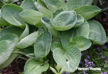 Hosta Sea Lotus Leaf
