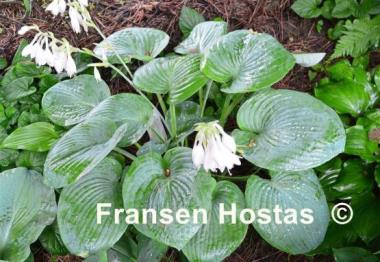 Hosta Sea Lotus Leaf