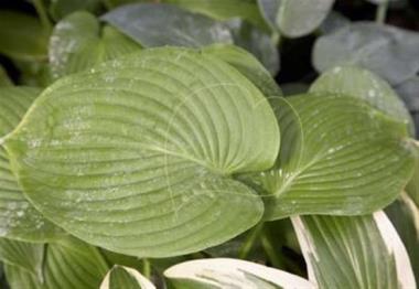 Hosta Sea Monster