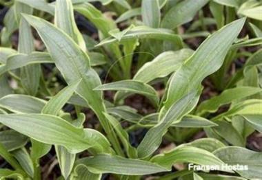 Hosta Sea Nymph