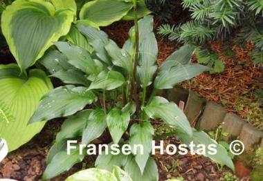 Hosta Sea Octopus