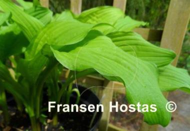Hosta Sea Octopus