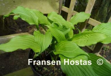 Hosta Sea Octopus