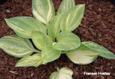 Hosta Sea Prize