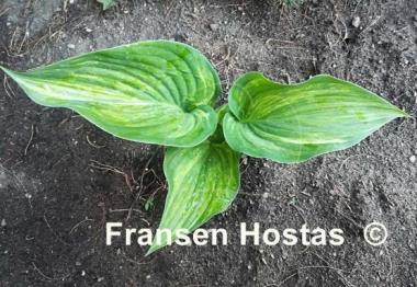 Hosta Sea Sunrise