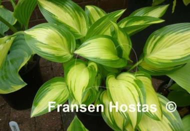 Hosta Sea Thunder