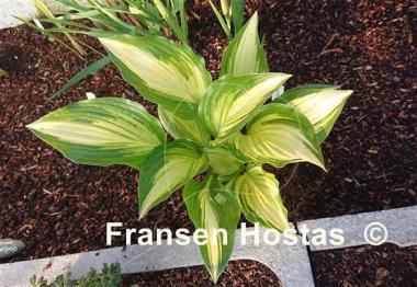 Hosta Sea Thunder