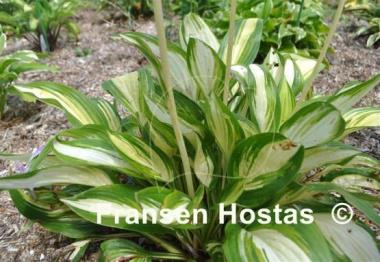 Hosta Sea Thunder