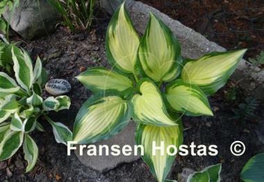 Hosta Sea Thunder