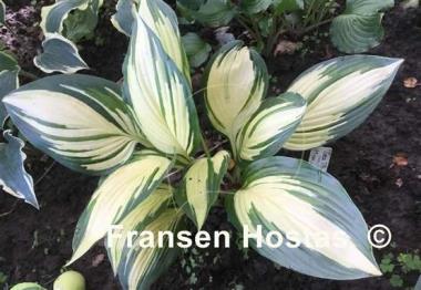 Hosta Sea Thunder