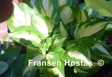 Hosta Sea Thunder