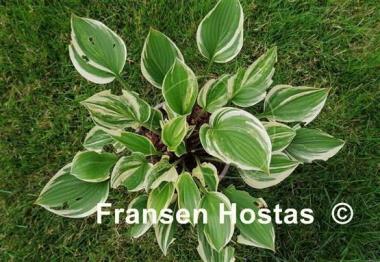 Hosta Searchlight