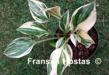 Hosta Searchlight