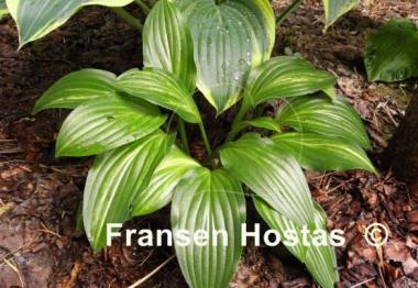 Hosta Searing Flame