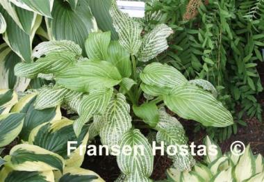 Hosta Second Coming