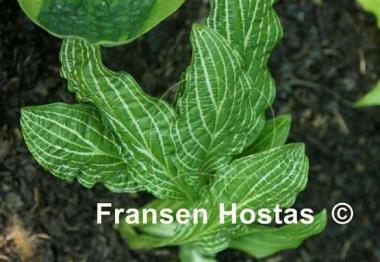 Hosta Second Coming