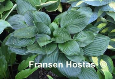 Hosta Second Wind