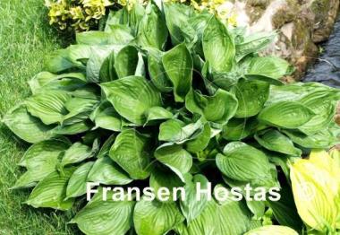 Hosta Second Wind