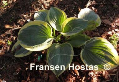 Hosta Secret Ambition