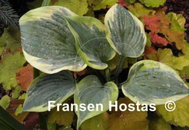 Hosta Secret Ambition