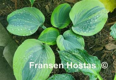 Hosta Secret Ambition