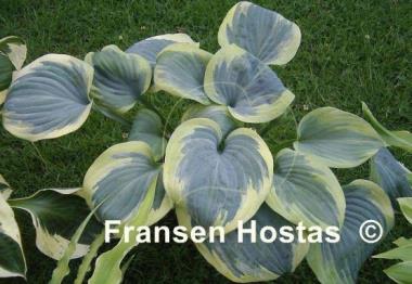 Hosta Secret Ambition