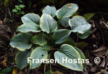 Hosta Secret Love