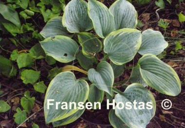 Hosta Secret Love