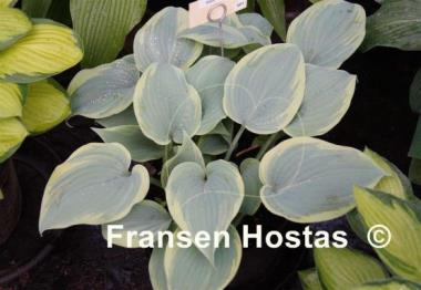 Hosta Secret Love