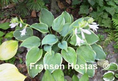 Hosta Secret Love