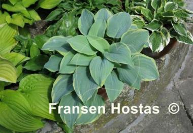 Hosta Secret Love
