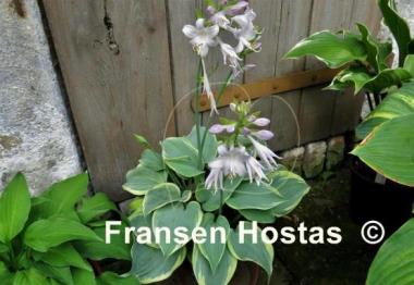 Hosta Secret Love