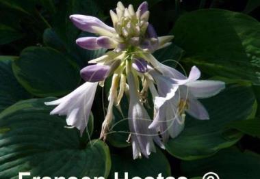 Hosta Secret Love
