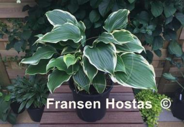 Hosta Secret Treasure