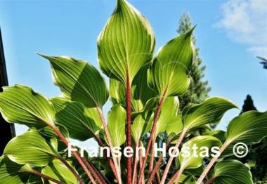 Hosta Secret Treasure