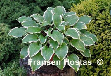 Hosta Secret Treasure