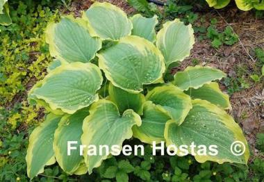 Hosta Seducer
