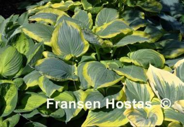 Hosta Seducer