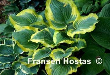 Hosta Seducer