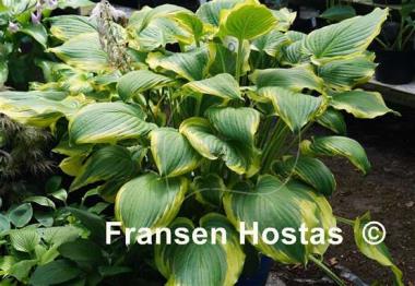 Hosta Seducer