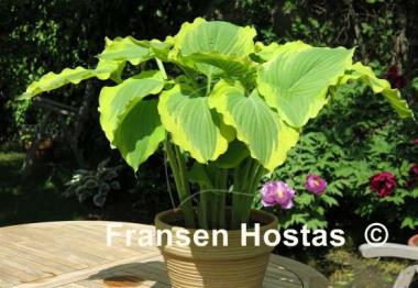 Hosta Seducer