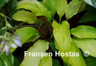 Hosta See No Evil