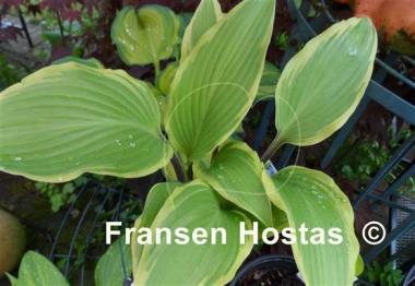 Hosta See No Evil