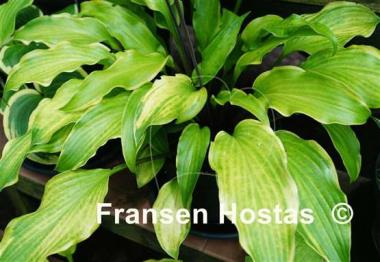 Hosta See No Evil