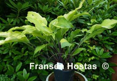 Hosta See No Evil