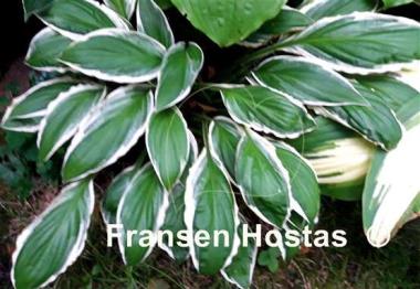 Hosta See Saw