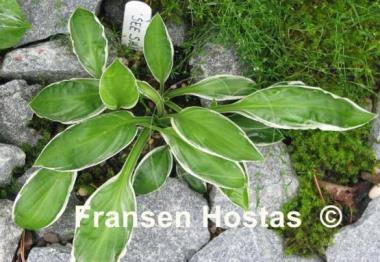 Hosta See Saw