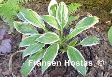 Hosta See Saw