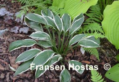 Hosta See Saw
